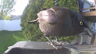 common grackle