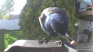 common grackle