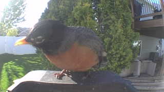 american robin