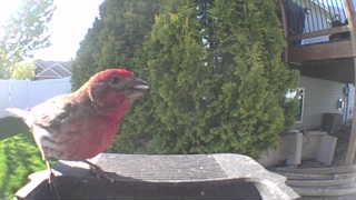 house finch