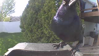 common grackle