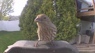 house finch
