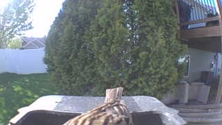 house finch
