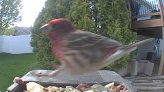 house finch