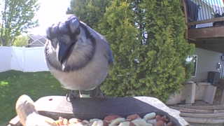 blue jay