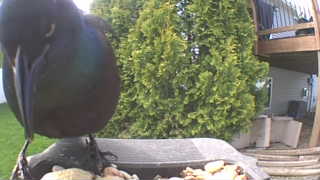 common grackle