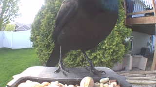 common grackle