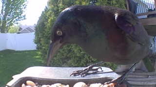 common grackle