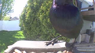 european starling