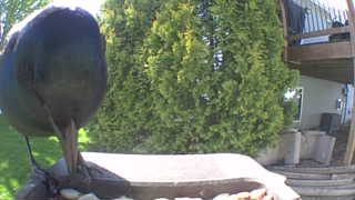 american crow