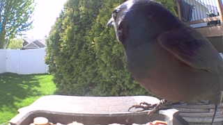 dark-eyed junco