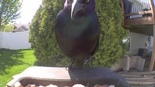 common grackle