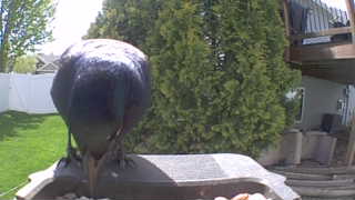 american crow