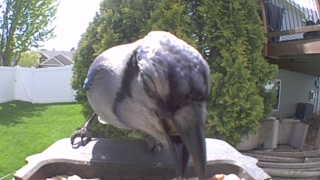 blue jay