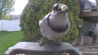blue jay