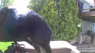 common grackle