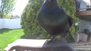 common grackle