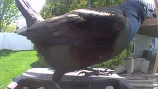 common grackle