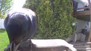feral pigeon