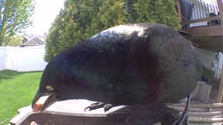 common grackle