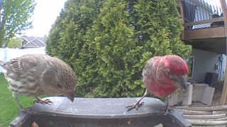 house finch