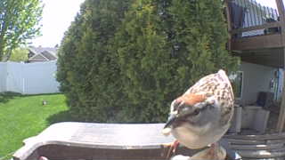 house sparrow