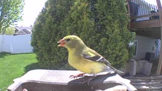 american goldfinch