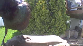 mallard