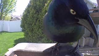 common grackle