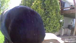 common grackle