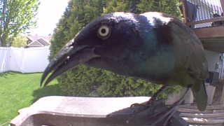 common grackle