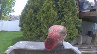 purple finch