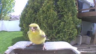 american goldfinch