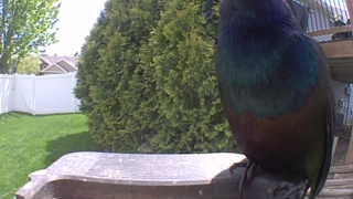 european starling