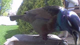 common grackle