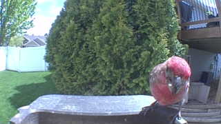 galah