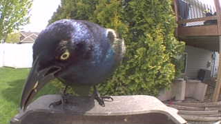 common grackle