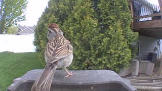 chipping sparrow