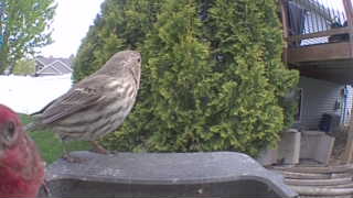 house finch