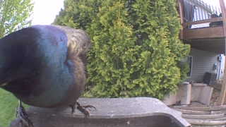 common grackle