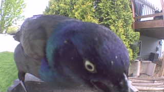 common grackle
