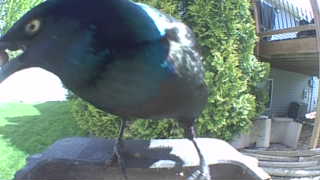 common grackle