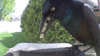 common grackle