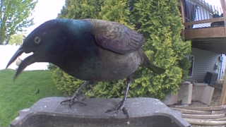 common grackle