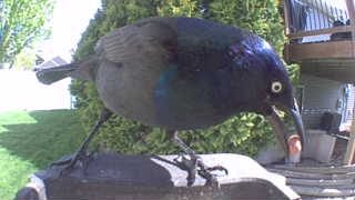 common grackle