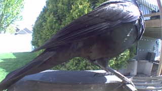 american crow