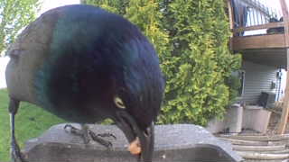 common grackle
