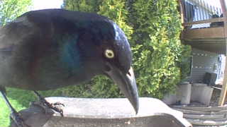 common grackle