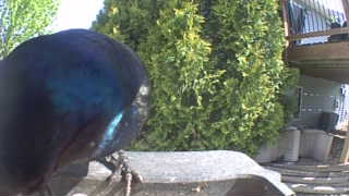 common grackle