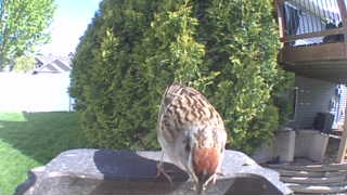 fox sparrow